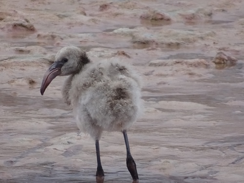 American Flamingo