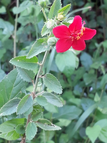 Hibiscus aponeurus