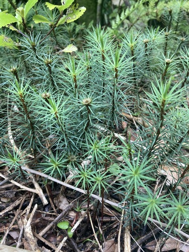 Dawsonia