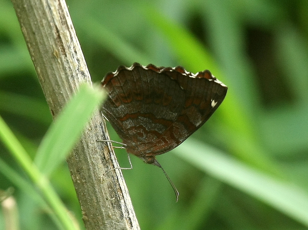 Angled Castor from Baidyabati DVC Canal, Hooghly district, West Bengal ...