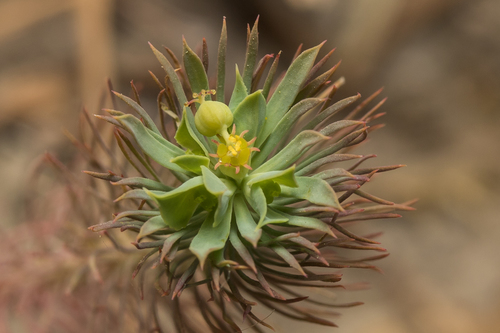 Euphorbia aleppica