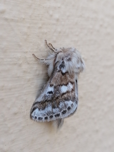 Thaumetopoea herculeana