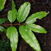Cinnamomum laubatii - Photo (c) David Tng, todos los derechos reservados, uploaded by David Tng