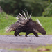 East Asian Porcupine - Photo (c) TIWA ONGIN, all rights reserved, uploaded by TIWA ONGIN