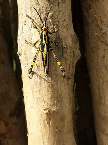 Variegated grasshopper