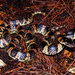 Loo-Choo Big-tooth Snake - Photo (c) Carol Kwok, all rights reserved, uploaded by Carol Kwok