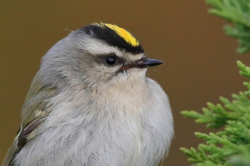 Eastern King Let Eastern Golden-crowned Kinglet (Subspecies Regulus satrapa satrapa ...