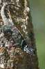 Lesser Torquate Lizard - Photo (c) Arnulfo Moreno-Valdez, all rights reserved, uploaded by Arnulfo Moreno-Valdez