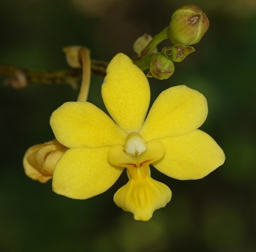 Taprobanea