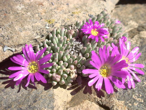 Mini Sheepfig (Delosperma sphalmanthoides)