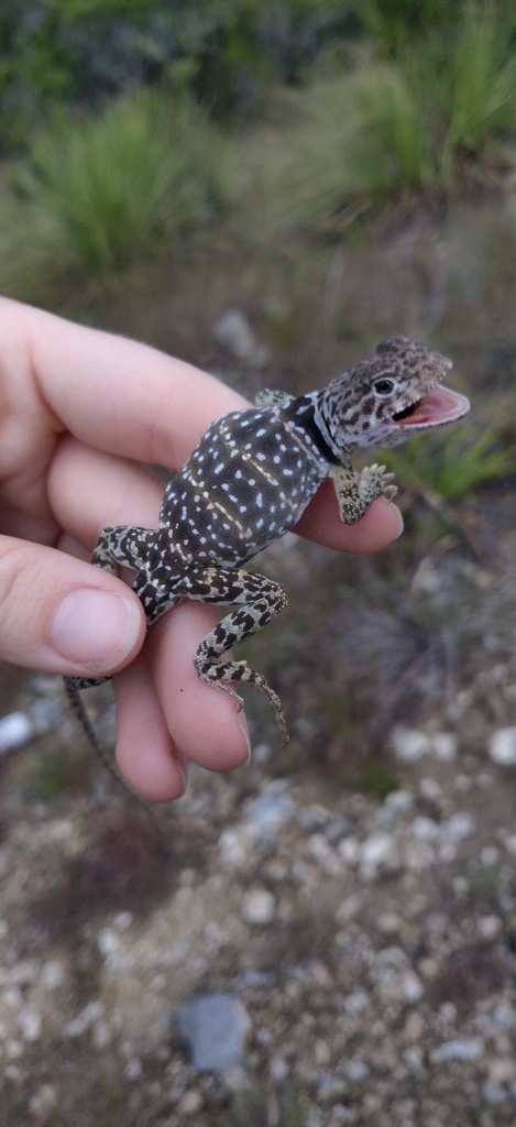 Eastern Collared Lizard from Fischer, TX, US on October 02, 2021 at 11: ...