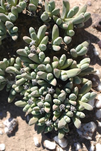 Mat Humpfig (Gibbaeum angulipes)