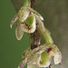 Fleshy Tree Orchid - Photo (c) Gary Little, all rights reserved, uploaded by Gary Little