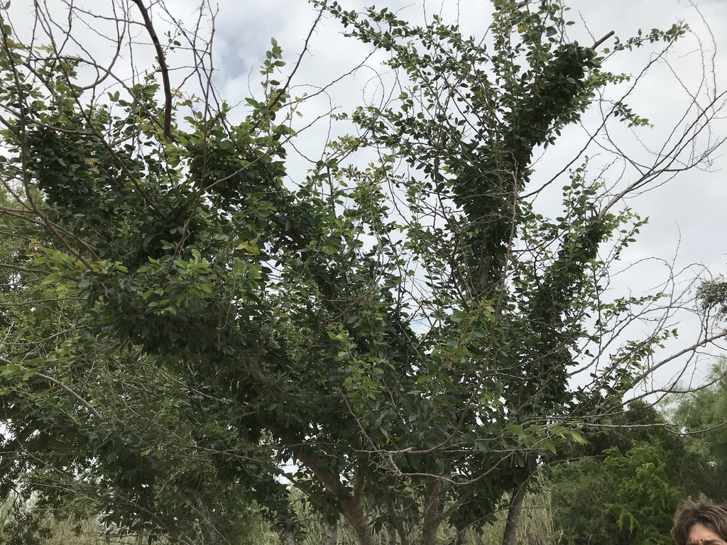 Fotos de Guamúchil (Pithecellobium dulce) · NaturaLista Mexico