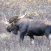 Shiras Moose - Photo (c) Michael Gallo, all rights reserved, uploaded by Michael Gallo