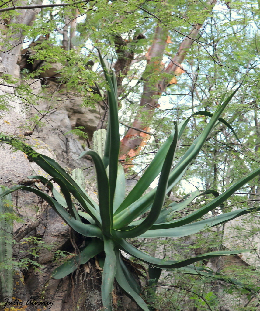 Agave pulpo