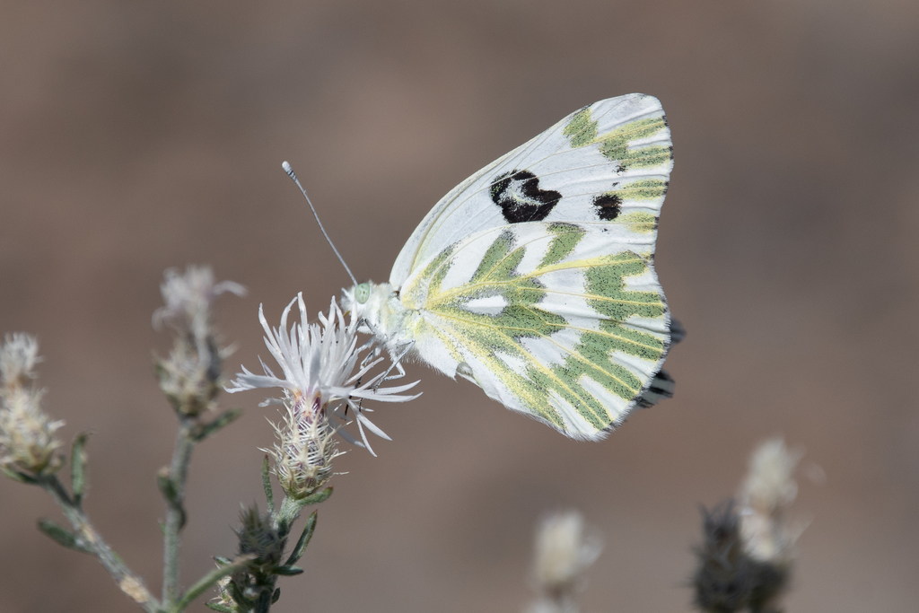 Becker's white butterfly