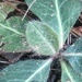 Hieracium fendleri - Photo 由 Nicole 所上傳的 (c) Nicole，保留所有權利