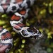 Eastern Milksnake - Photo (c) Cade, all rights reserved, uploaded by Cade