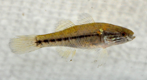 Eleotridae image