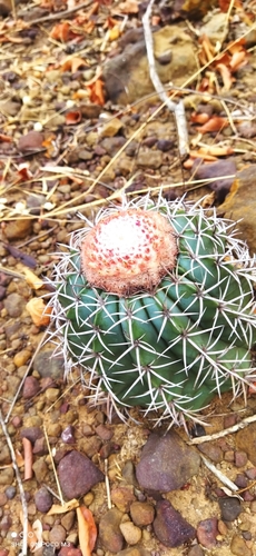 Melocactus zehntneri
