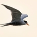 Black-bellied Tern - Photo (c) Saurabh Kalia, all rights reserved, uploaded by Saurabh Kalia