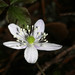 Anemonoides grayi - Photo (c) Terry Gosliner, todos los derechos reservados, uploaded by Terry Gosliner