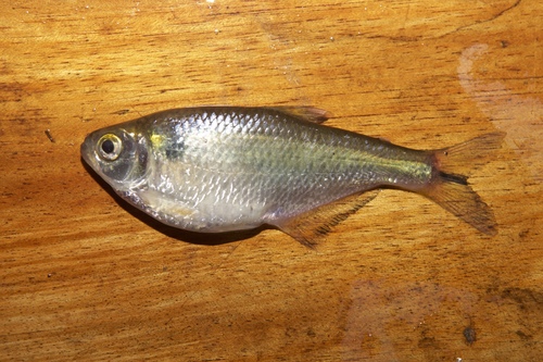 Bryconamericus zamorensis
