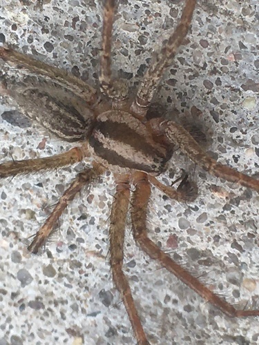 Potter's Grass Spider