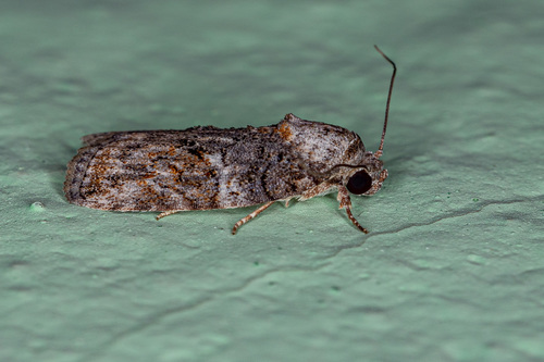 Black-olive Caterpillar Moth