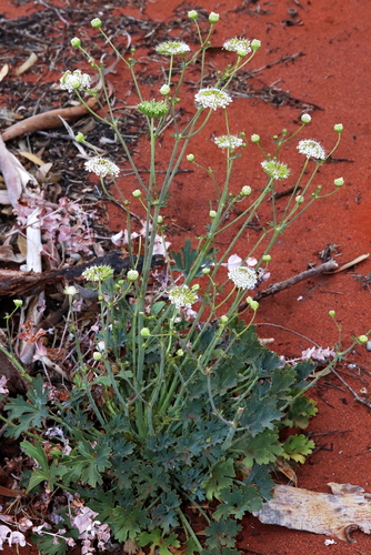 Trachymene bialata