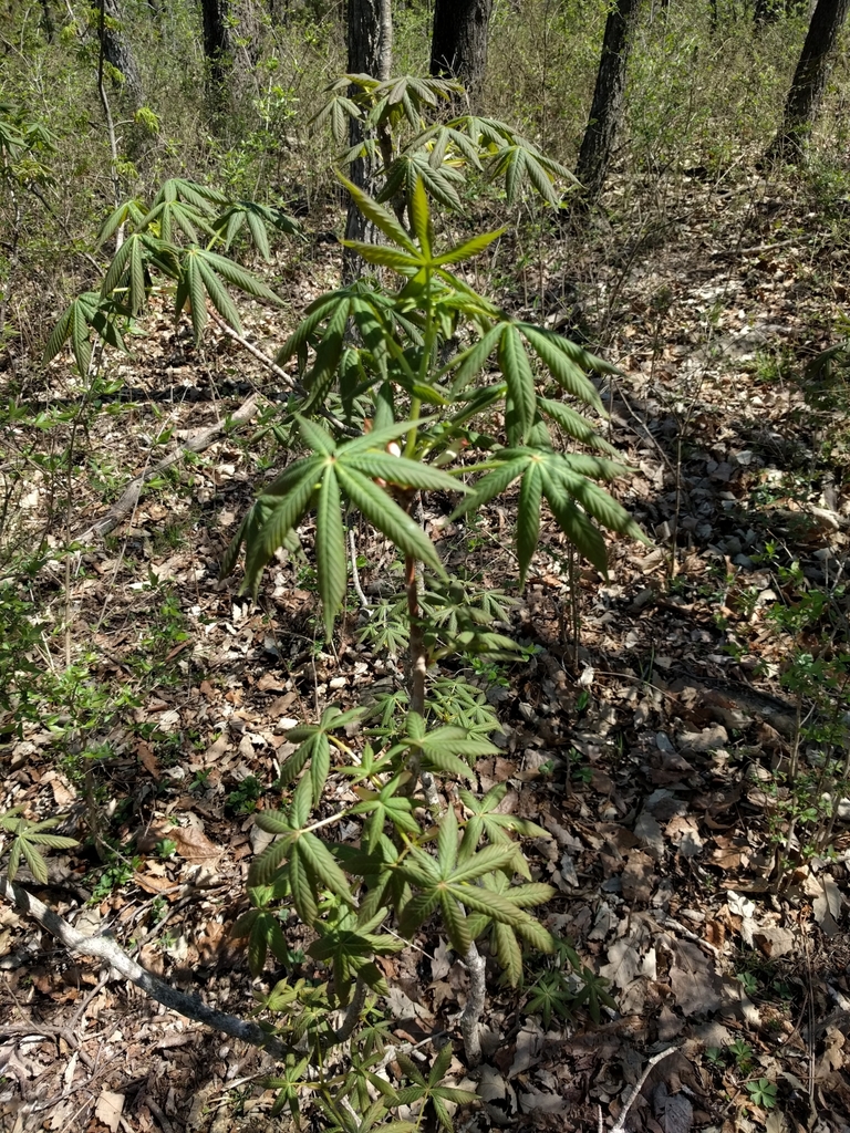 Ohio buckeye from 10298 Ridgeview Rd, Lenexa, KS 66220, USA on April 23 ...