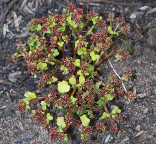 Hydrocotyle alata