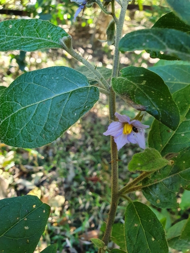 Solanum rixosum