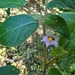 Solanum rixosum - Photo (c) Luis Webber, todos os direitos reservados, uploaded by Luis Webber