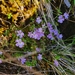 Euphrasia bella - Photo (c) Luis Webber, todos los derechos reservados, subido por Luis Webber