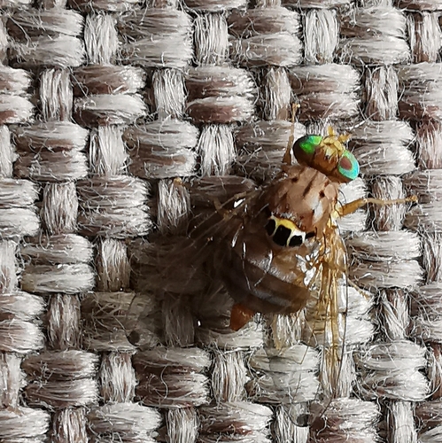 Ceratitis munroanum · iNaturalist