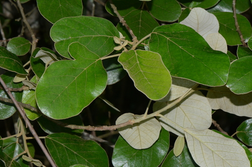 Lannea fulva