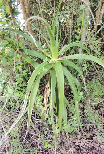 Aloe macrosiphon