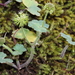 Hydrocotyle laxiflora - Photo (c) pennywort_man, todos los derechos reservados, uploaded by pennywort_man