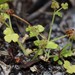 Hydrocotyle scutellifera - Photo (c) pennywort_man, kaikki oikeudet pidätetään, lähettänyt pennywort_man