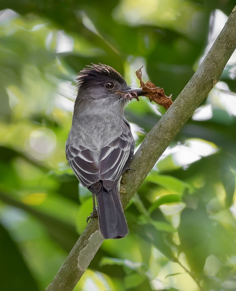 Sibilant Sirystes photo