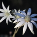 Flannel Flower - Photo (c) pennywort_man, all rights reserved