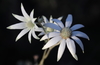 Flannel Flower - Photo (c) pennywort_man, all rights reserved, uploaded by pennywort_man