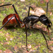Dinomyrmex gigas gigas - Photo (c) Lionel Lim, all rights reserved, uploaded by Lionel Lim