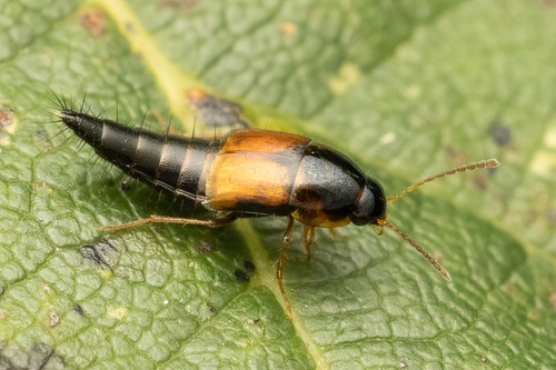 Forest Rove Beetle