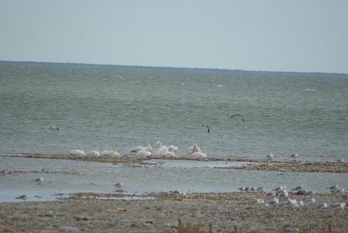 American White Pelican