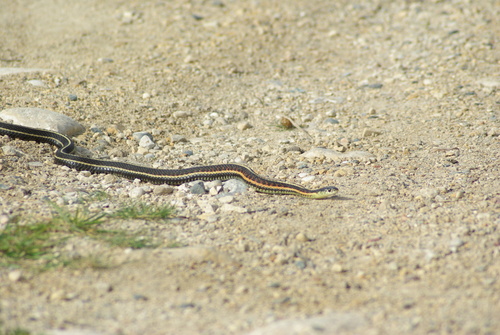 Red-sided Garter Snake