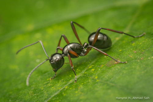 Polyrhachis danumPolyrhachis danum