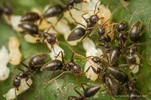 Complex Technomyrmex grandis · iNaturalist